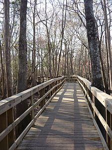 Boardwalk, calea, pasarelă, din lemn, natura, pădure, copac