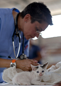 kaķēns, veterinārārsts, kaķa, ārsts, spalva, kaķis, kaķēns