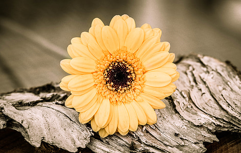Gerbera, màu vàng cam, Hoa, Blossom, nở hoa, schnittblume, gỗ