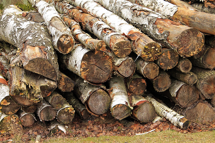 cut the logs, stacked, birch, forestry work