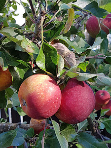 красный, яблоко, Осень, фрукты
