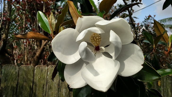 magnolia, tree, flower, floral