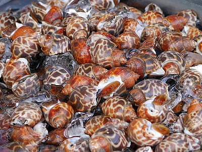 cockles, shellfish, seafood, food and drink, food, healthy eating, large group of animals
