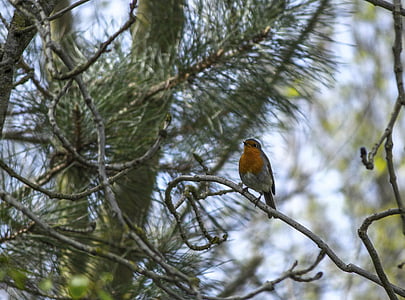 Robin, pájaro, naturaleza, flora y fauna, animal, rojo, árbol