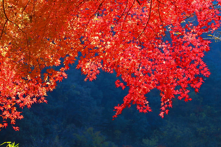 φύλλα του φθινοπώρου, το φθινόπωρο, Ιαπωνία, δέντρο, Οι άνθρωποι δεν, αλλαγή, κόκκινο