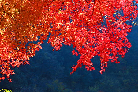 Efterårets blade, efterår, Japan, træ, ingen mennesker, ændre, rød