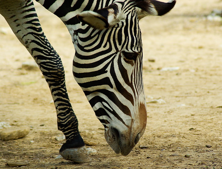 Zebra, Zoo, Afrika, Savannah