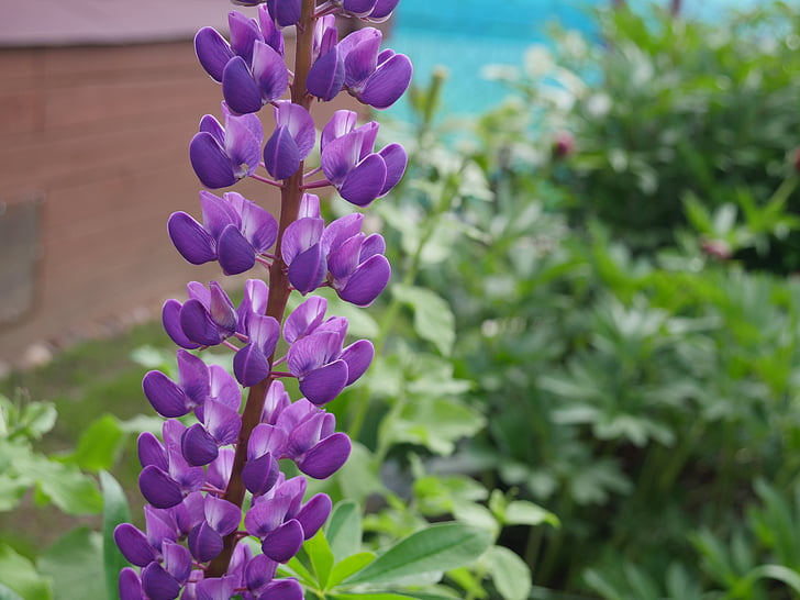 lupine, purple lupine, wild flower, nature, purple, plant, flower