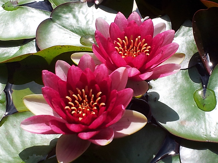 water lily, aquatic plant, water lilies, pink water lily, lake rose, aquatic plants, nature
