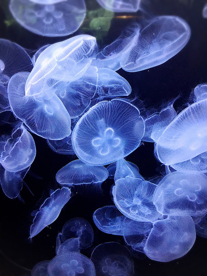 meduze, skrivnost, lepota, živali, morsko življenje