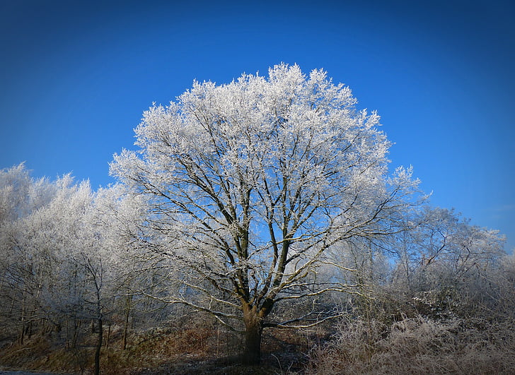pozimi, drevo, zimski, sneg, narave, hladno, pozimi dreves
