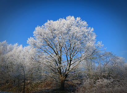 musim dingin, pohon, musim dingin, salju, alam, dingin, pohon musim dingin