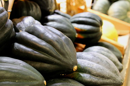 Acorn squash, podzim, zelenina, jídlo, sklizeň, sezónní, den díkůvzdání