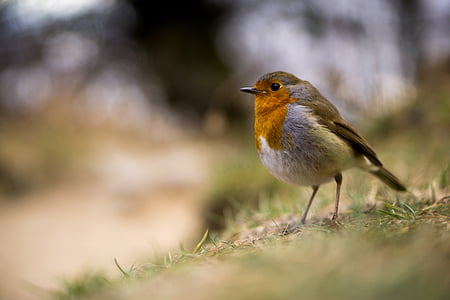 uccello, Robin, in piedi, levato in piedi, ancora, rosso, animale