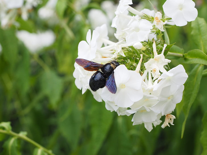 velké modré dřevěné včelka, modrá černá dřevěná včela, fialová okřídlený Lesní včela, Xylocopa violacea, Bien, Carpenter bee, Xylocopa