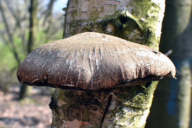 mushroom, hub, the parasite, forest, tree, wood hub, nature