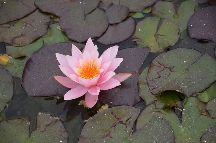 water lily, pink, orange, aquatic plant, lake rose, nature, pink water lily