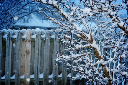 vinter, staket, snö, träd, kalla, trädgård staket, snöig