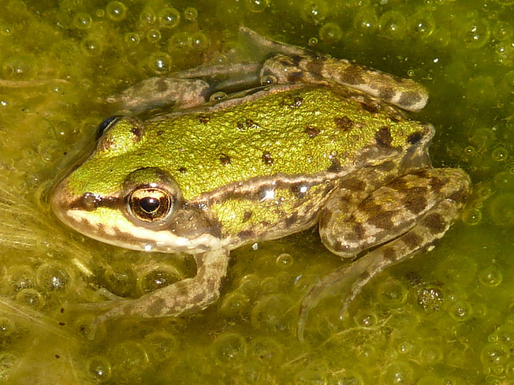 žaba, drevesna žaba, živali, zelena, vode, dvoživk