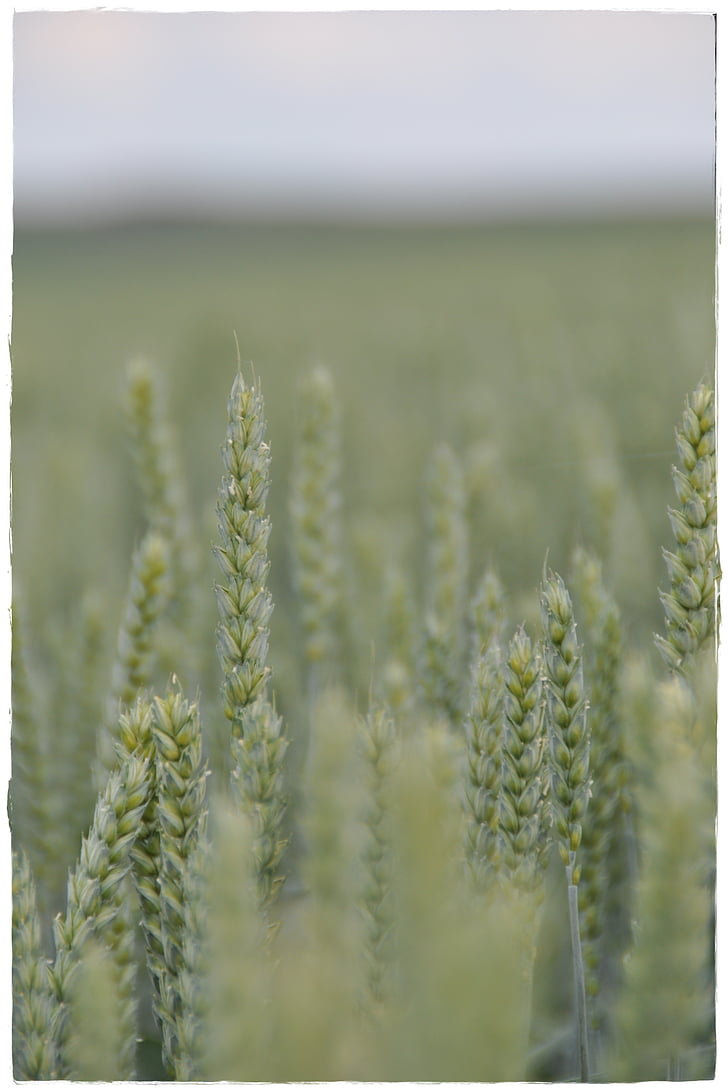 gandum, bidang, sereal, gandum, musim panas, panen, padang rumput