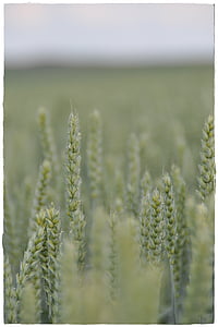пшеница, поле, зърнени култури, зърно, лято, реколта, ливада