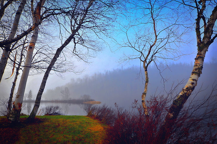 mlha, krajina, ráno, kontrast, stromy, mlha, bříza