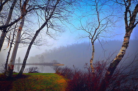 mist, landscape, morning, contrast, trees, fog, birch