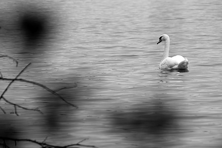Swan, träd, vatten, yta, reflektion, floden, träd