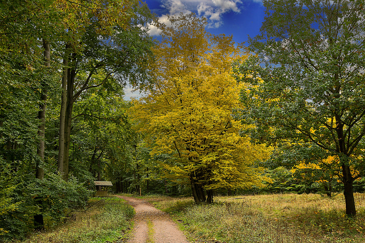 jesen, šuma, priroda, lišće, šarene, jesenje šume, boje jeseni