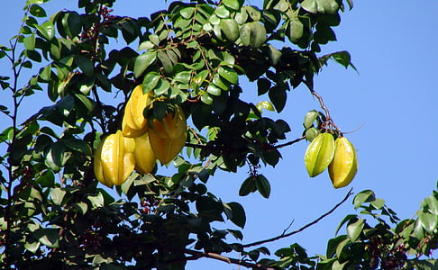 carambola, starfruits, 나무, 열매를 맺은, 식물, 분기, 그린