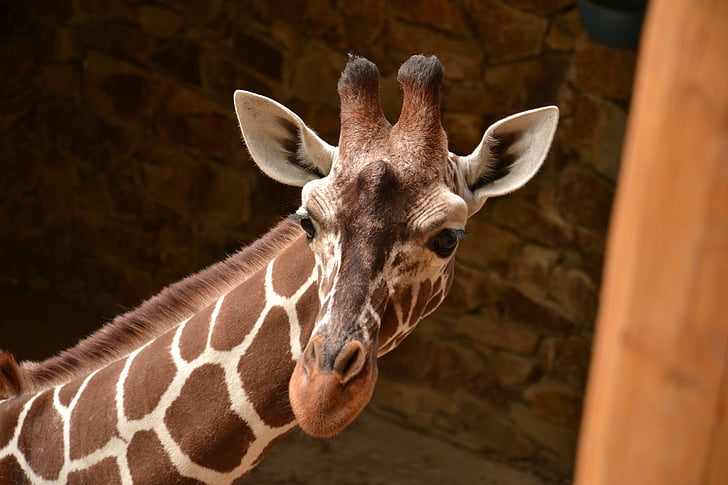 giraffe, zoo, animals, africa