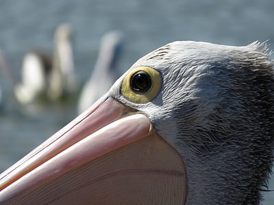 pelican, portrait, eye, bird, animal, outdoors, summer