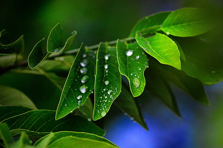 listy, zelená, závod, mokrý, kapky vody, list, zelená barva
