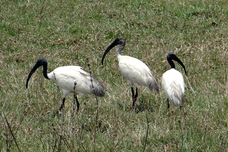 ibis-de-cabeça-preta, ibis branco Oriental, Threskiornis melanocephalus, Wader, pássaro, Ibis, Threskiornithidae