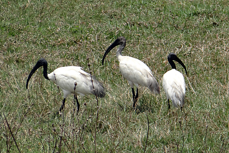 Rudagalvis ibis, rytietiški baltasis ibis, Šventieji ibiai melanocephalus, garnių, paukštis, Ibis, threskiornithidae