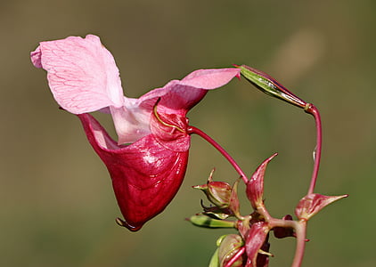 розрив-трава glandulifera, Бальзам, квітка, в незвично, botanica, рожевий, макрос