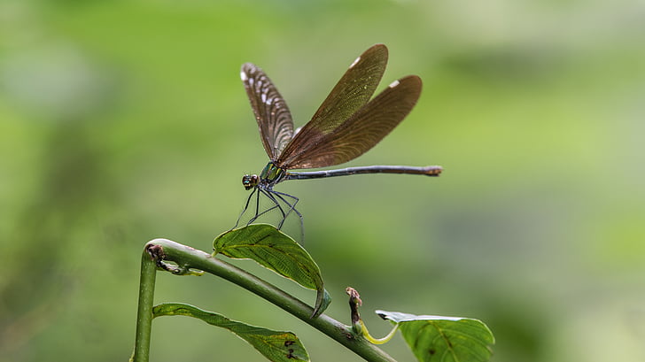 Dragonfly, Kina, Geopark, UNESCO, insekt, naturen, djur