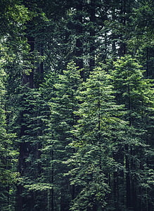 miško, Gamta, medžiai, žalios spalvos, medis, pušis, sodrus lapai