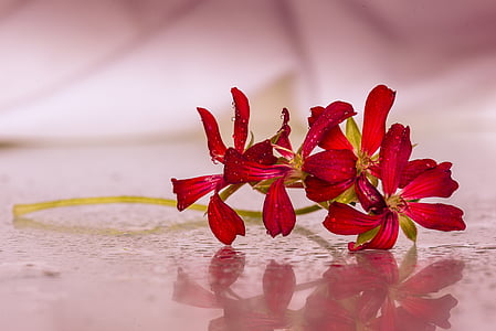 flowers, red, drops, highlights, red flowers, petal, nature