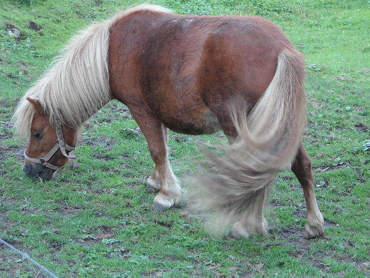 Pony, shetlandský pony, pastviny, pást, farma, Hafling, Shetty
