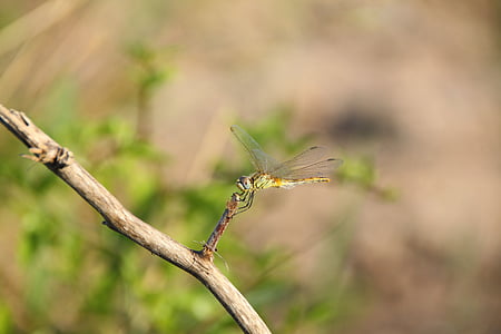dragonfly, insect, demoiselle, nature, flying insect