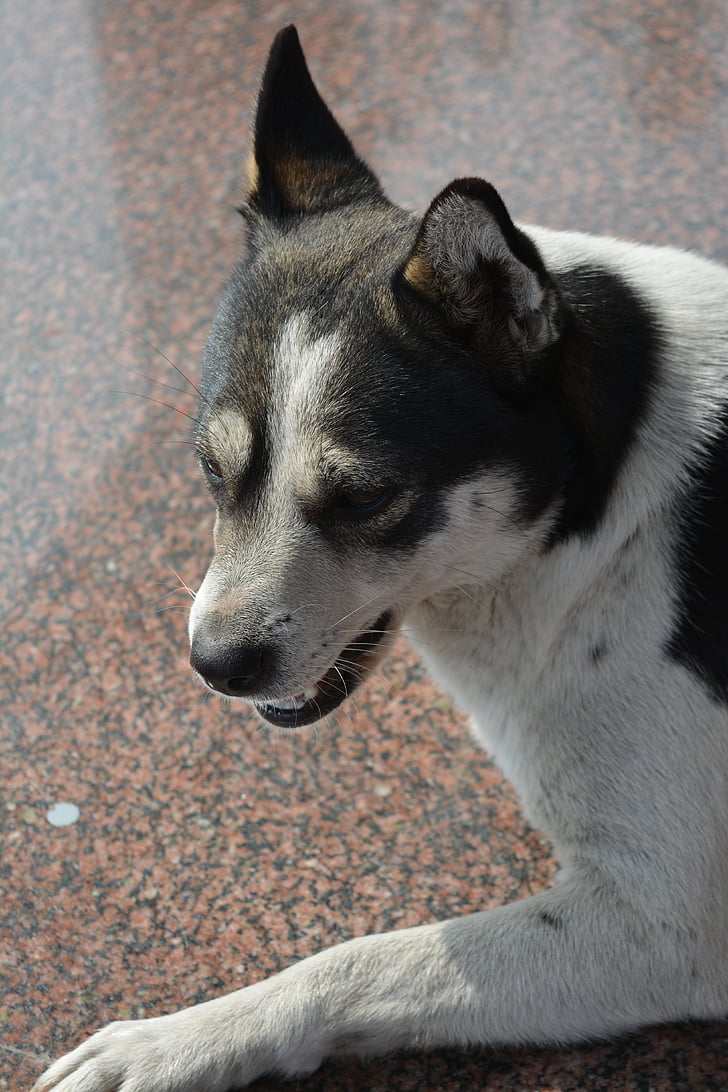 중국 농촌 개, 개, huagou