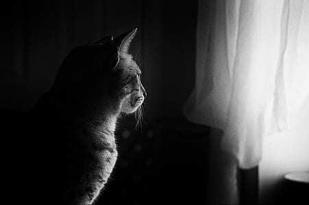 katten, vinduet lys, feline, kjæledyr, søt, sitter, pattedyr