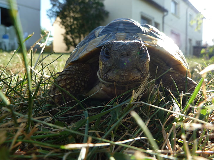 Tortuga, rèptil, animal