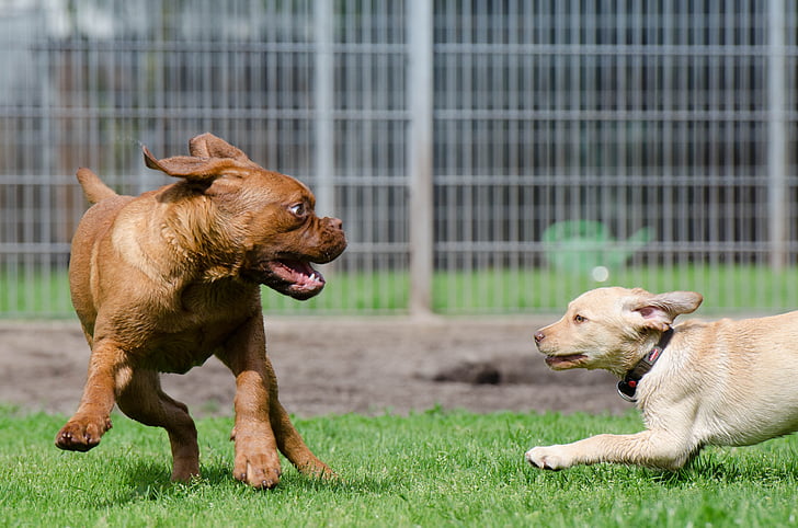 Hund-pension, Welpen-Spiele, Welpen-Gruppe, groß und klein, Bordeaux-Dogge, Labrador, Hunde spielen