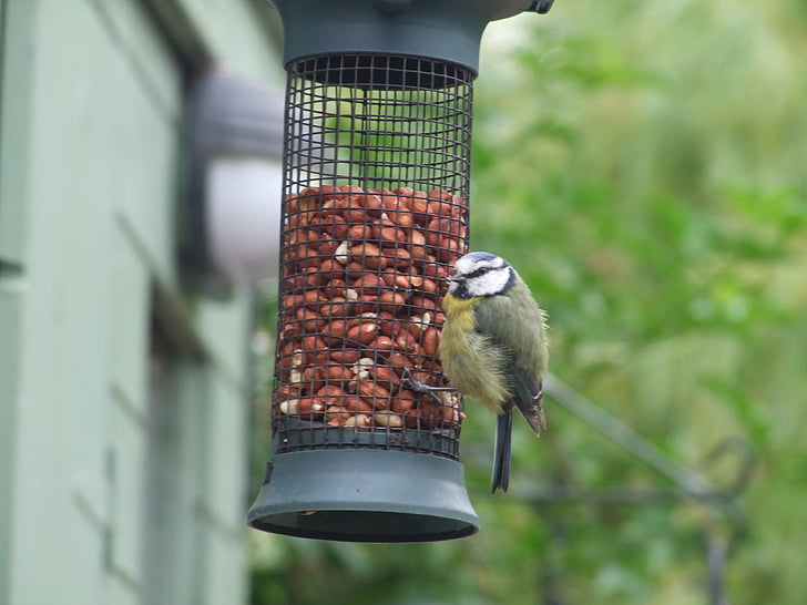 feeder, feeding birds, grain, feeding, bird