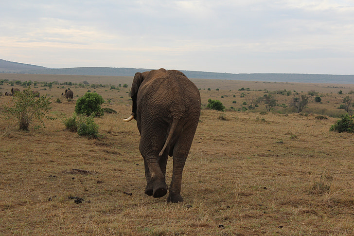 Massai mara, éléphant, Kenya