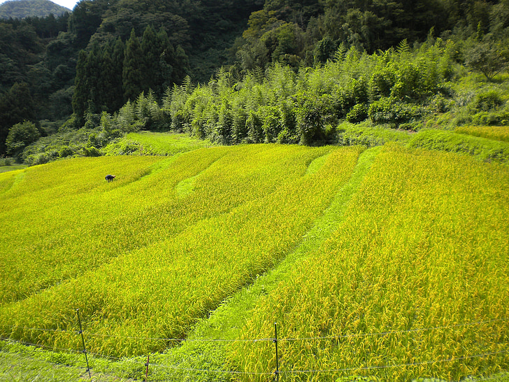 Japan, landskap, sommar, våren, gröda, fältet, arbetare