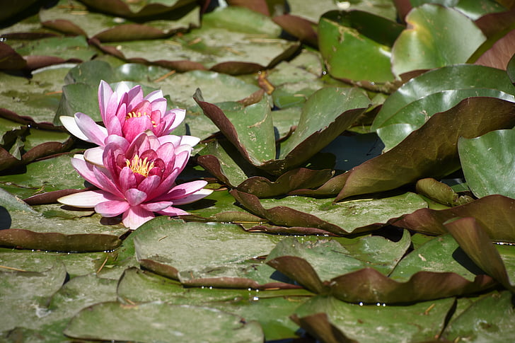 Yuyuantan park, Lotus, awal musim panas, Sabtu
