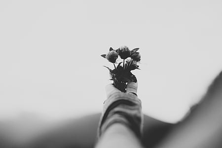 gri, scară, Foto, persoană, Holding, petale, floare